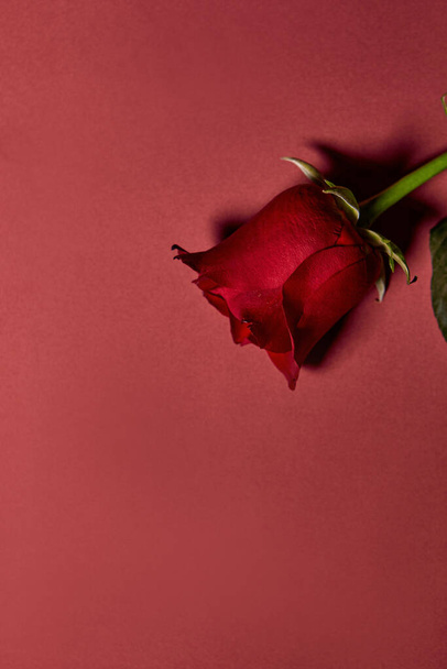 Jedna piękna czerwona róża. Koncepcja miłości, strzał z góry. Czerwone tło - Zdjęcie, obraz