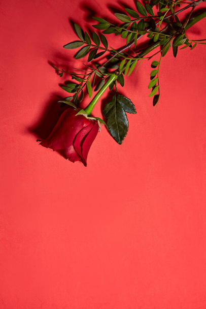 一本の美しい赤いバラ。愛の概念、上から撮影。赤の背景 - 写真・画像