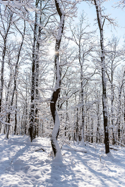 Paisagem de inverno com árvores cobertas de neve - Foto, Imagem