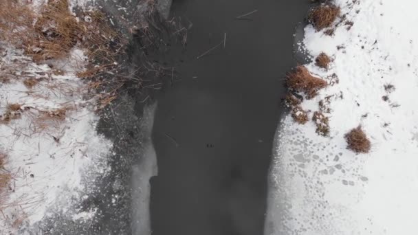 Fiume invernale anatre da neve - Filmati, video