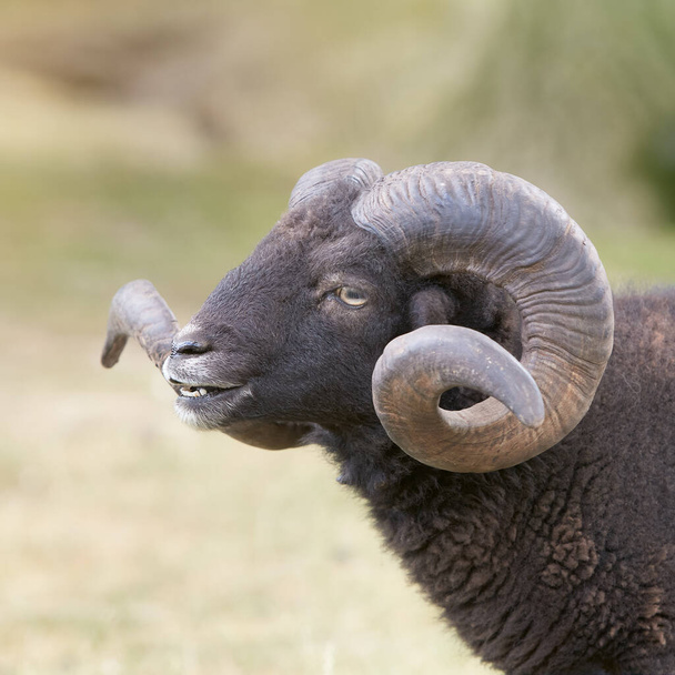 Крупним планом чоловіча чорна безперервна вівця з великими рогами
 - Фото, зображення