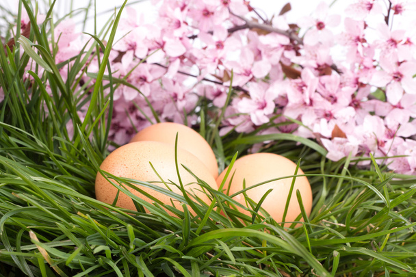 Eggs in grass with flower on white - Photo, Image