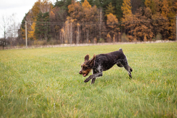 Ormanın yakınındaki bir arazide doğru koku izini arayan av köpeği. Cesky Fousek, Barbu 'dan oyun arayışında. Vahşi hayvanları kovalayan av köpeği. Antika beyaz tonda portre. - Fotoğraf, Görsel