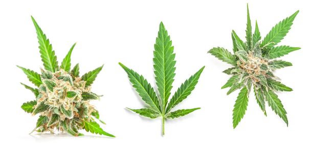 Medizinisches Marihuana Blatt mit Trichomen isoliert auf weißem Hintergrund - Foto, Bild