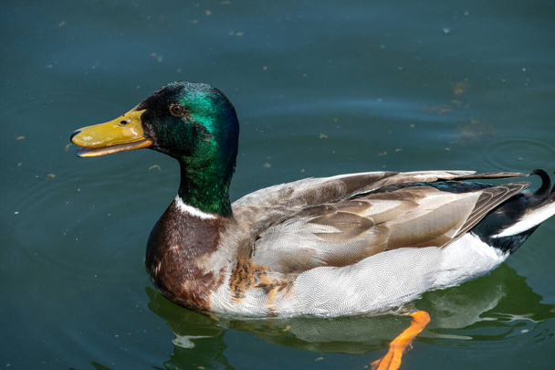 Close up photo of a duck with a green head and yellow beak - Foto, afbeelding