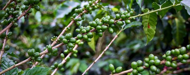 Kávové větve se zelenými kávovými zrny, kolumbijská káva. Kolumbijská kávová osa.                           - Fotografie, Obrázek