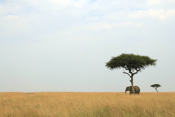 Panorama Pohled na afrického slona pod akátovým stromem, na Savannah. Maasai Mara, Keňa - Fotografie, Obrázek