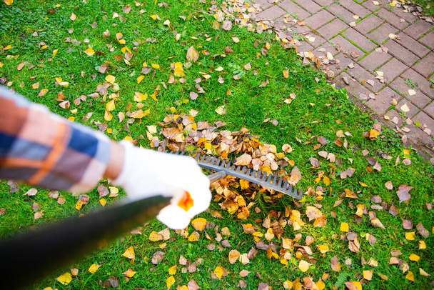 A horizontal view of collecting golden autumn leaves from a lawn with a rake. Autumn gardening works in a backyard.  - Фото, изображение