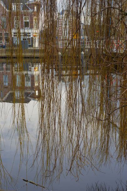 Willow tree branches over the canal water in the winter morning   - Photo, Image