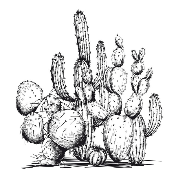 Sketchy cactus composition. - Vector, Image