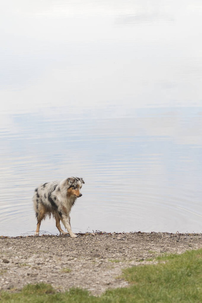 Австралійська собака - пастух біжить на березі озера Товель у Трентіно - Альто - Адіже (Італія). - Фото, зображення