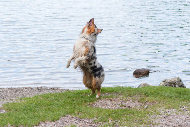 Perro pastor australiano corre en la orilla del lago Tovel en Trentino Alto Adigio en Italia - Foto, Imagen