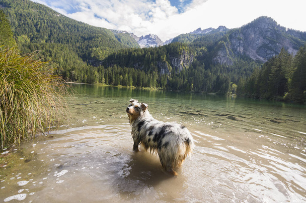Australian shepherd dog runs on the shore of the Tovel lake in Trentino Alto Adige in Italy - Photo, Image