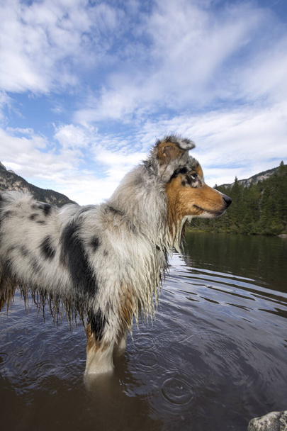Perro pastor australiano corre en la orilla del lago Tovel en Trentino Alto Adigio en Italia - Foto, Imagen