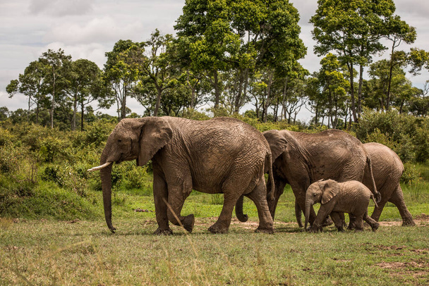 Herd of Elephants in Africa walking through the grass in Tarangire National Park - Fotografie, Obrázek