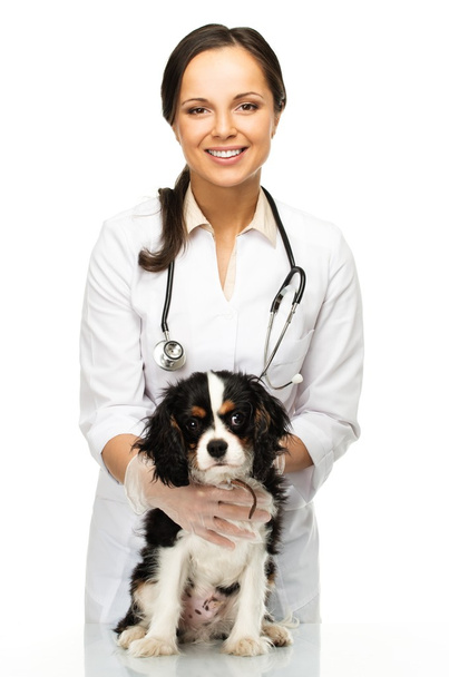 Young positive brunette veterinary woman with spaniel  - Foto, imagen