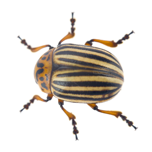 Colorado beetle close-up isolated on a white background. View from above. - Photo, Image