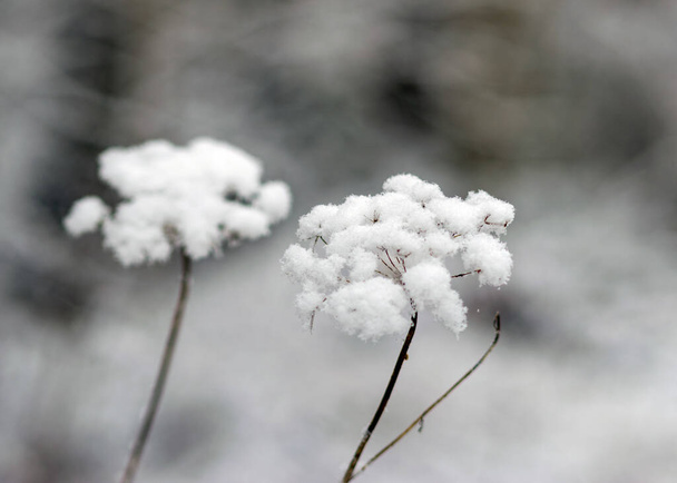 texture astratta, piante innevate, sentimenti invernali, texture invernale adatto per carta da parati, inverno - Foto, immagini