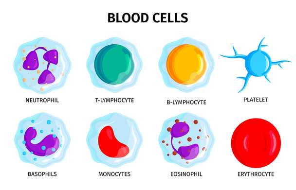 Conjunto de células sanguíneas - Vector, Imagen