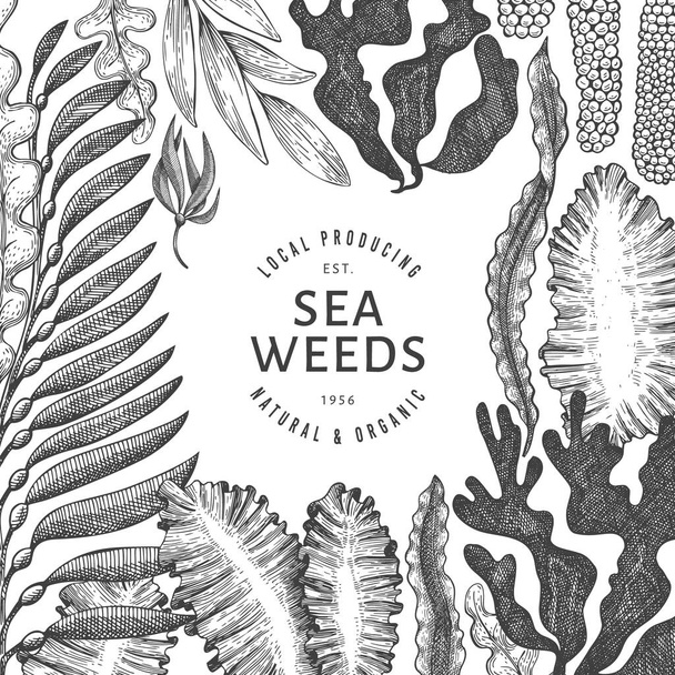 Seaweed design template. Hand drawn vector seaweeds illustration. Engraved style sea food banner. Retro sea plants background - Vector, imagen
