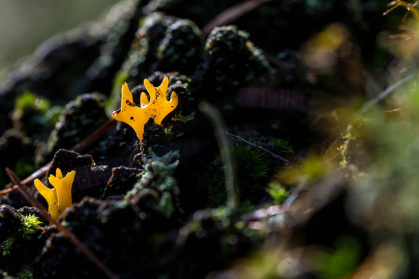 Calocera viscosa (English yellow stagshorn) is a jelly fungus, member of the Dacrymycetales. It is common and its bright colour makes it stand out in its habitat. It looks like coral on land. - Photo, Image