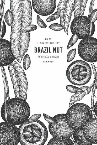 Hand drawn brazilian nut branch and kernels design template. Organic food vector illustration on white background. Retro nut illustration. Engraved style botanical banner. - Vektör, Görsel