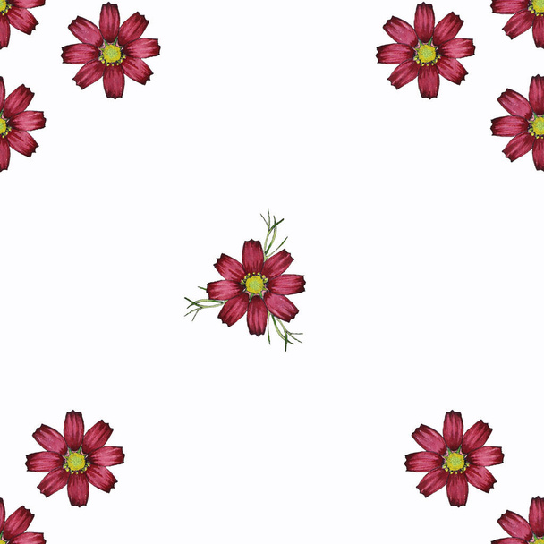 Patrón inconsútil aislado de acuarela pintada flores de cosmos borgoña sobre fondo blanco - Foto, Imagen