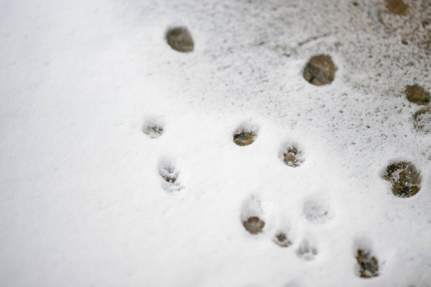 白い雪の中で猫の足のプリントと背景. - 写真・画像