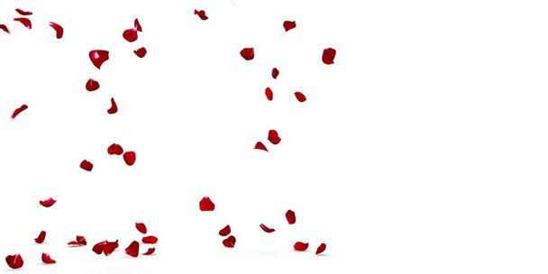 Пелюстки червоної троянди красиво падають на підлогу. 3D ілюстрація. Ізольований білий фон
 - Фото, зображення