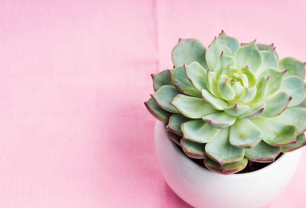 Planta suculenta sobre fundo têxtil rosa pastel - Foto, Imagem