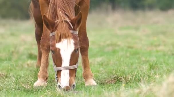 Gyönyörű gesztenyés ló legeltetés a nyári mezőn. Zöld legelő etető ménnel. - Felvétel, videó
