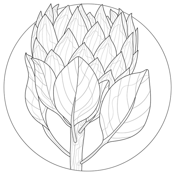Protea flower.Colorare libro antistress per bambini e adulti. Illustrazione isolata su sfondo bianco. stile Zen-groviglio. - Vettoriali, immagini
