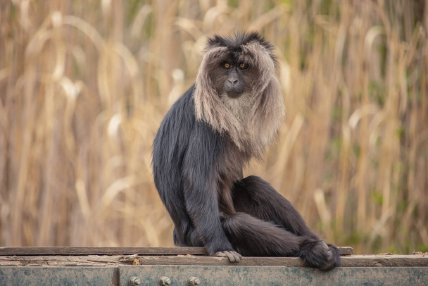 Мавпа сидить на подіумі з сухою травою на задньому плані. (Макака-силус
) - Фото, зображення