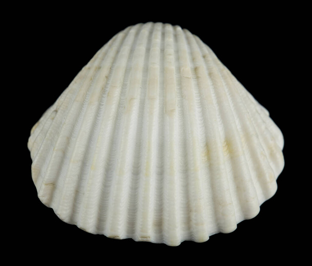 Seashell izolované na černém pozadí close-up. - Fotografie, Obrázek