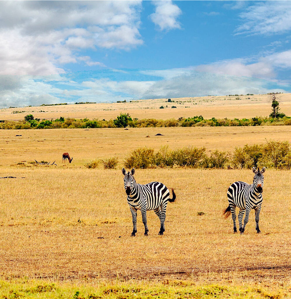 アフリカの風景の中のゼブラスは雲と青い空を蒔いた - 写真・画像