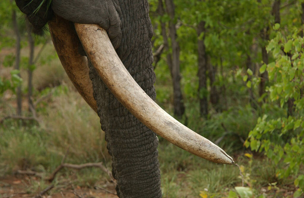 Lauma norsuja Afrikassa kävelemässä nurmikon läpi Tarangiren kansallispuistossa - Valokuva, kuva