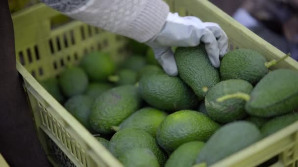 Hass avocado raccolto all'interno di una scatola. piantagioni di avocado biologico a Malaga, Andalusia, Spagna. - Filmati, video