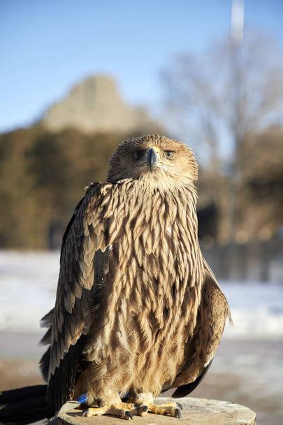  Портрет Steppe Eagle Aquila nipalensis з розмитим фоном - Фото, зображення