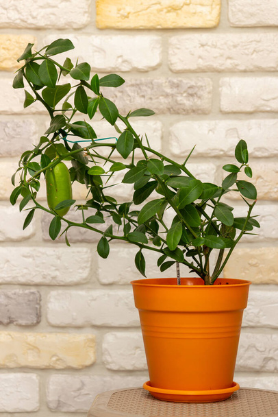 Jovem planta Faustrimedin, Microcitronella, híbrido entre Microcitrus e Calamondin em um pote de laranja com frutos verdes verdes imaturos contra fundo de parede de tijolo decorativo. Cultivo de citrinos no interior - Foto, Imagem