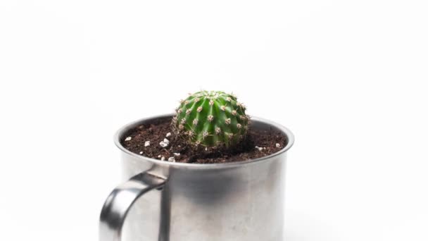 Lopeta liikeanimaatio valokuvaus. Lähikuva pieni vihreä kaktus ruukullinen teräs muki valkoisella pohjalla. - Materiaali, video