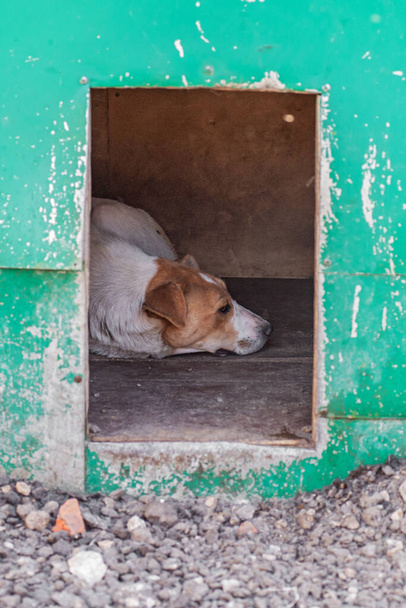 Портрет крупным планом грустный бездомный брошенный белый пес на улице - Фото, изображение