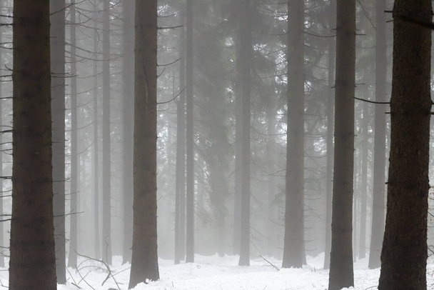 冬の森の中の霧、霧の多い天候での木の幹のSolhouette - 写真・画像