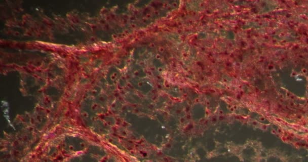Ινουινικοί όρχεις στον σκοτεινό ιστό κάτω από το μικροσκόπιο 200x - Πλάνα, βίντεο