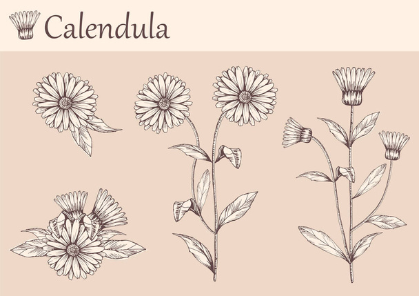 Handgetekende afbeelding van calendula bloemen met stengels en bladeren. Botanische illustratie. Genezing Kruiden voor ontwerp Natuurlijke cosmetica, aromatherapie, homeopathie. - Vector, afbeelding
