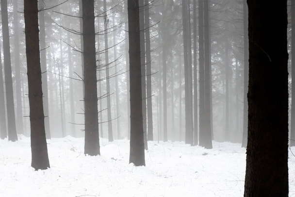Niebla en el bosque de invierno, solhouettes de troncos de árboles en el tiempo brumoso - Foto, imagen