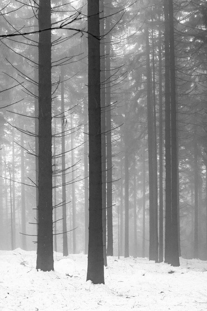 冬の森の中の霧、霧の多い天候での木の幹のSolhouette - 写真・画像