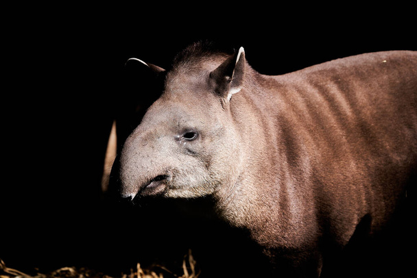 South American tapir, Tapirus terrestris, also Brazilian, Amazonian, maned and lowland tapir. In warm sunlight - Photo, Image