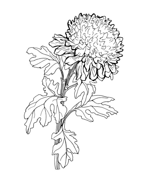 Outline sketch of Chrysanthemum flower and leaves isolated on white. - Вектор,изображение