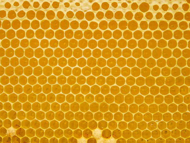 Frischer Honig im Kamm. Bienenwachskämme strukturieren abstrakte Muster. Gelbe Honigzellen Textur Hintergrund. - Foto, Bild