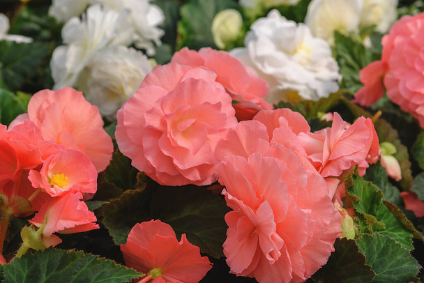 Tuberous begonias, Begonia. Flowers for balcony, park, rooms, garden Close up Flowers background - Photo, Image